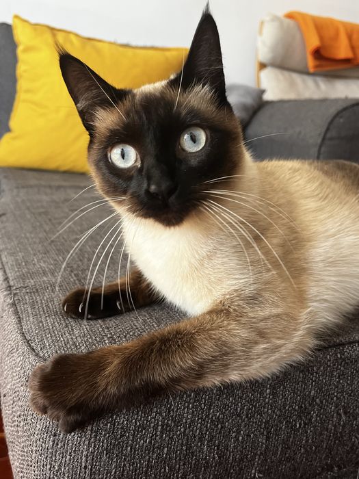 Pet Sitter  & Dog Walker - Almada e Lisboa