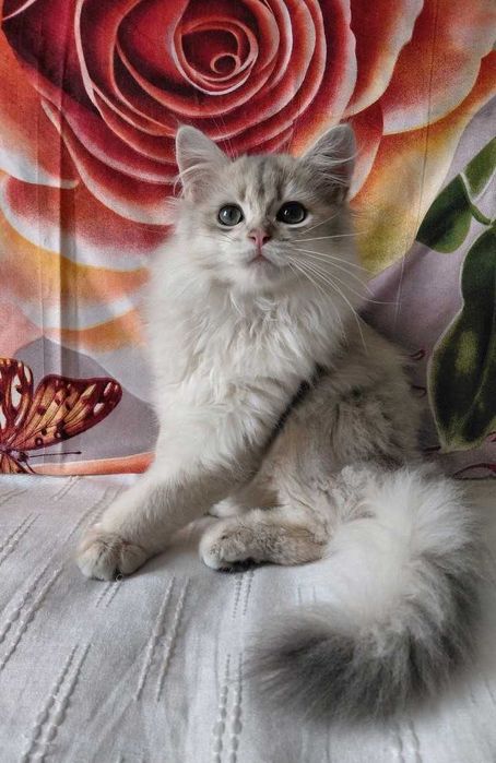 Шотландский длинношерстный котик в окрасе голубое золото ау11