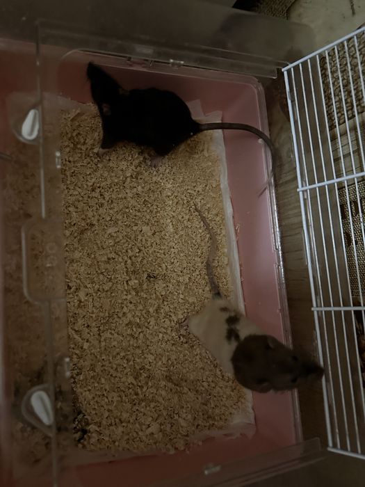 Бесплатно отдам