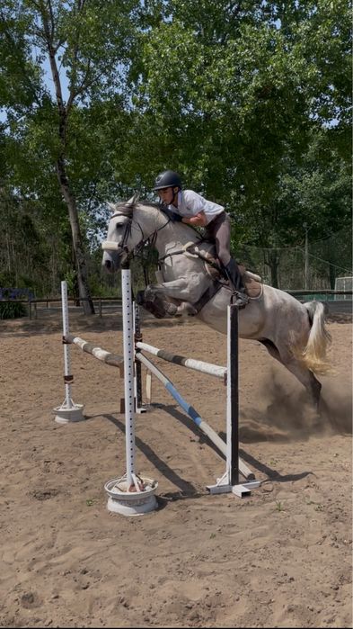 Égua Cruzada Lusitano