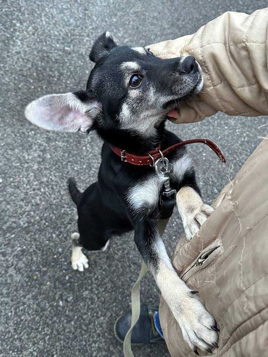 Цуценя Джессі, 5 місяців, невеличка дівчинка шукає дім.