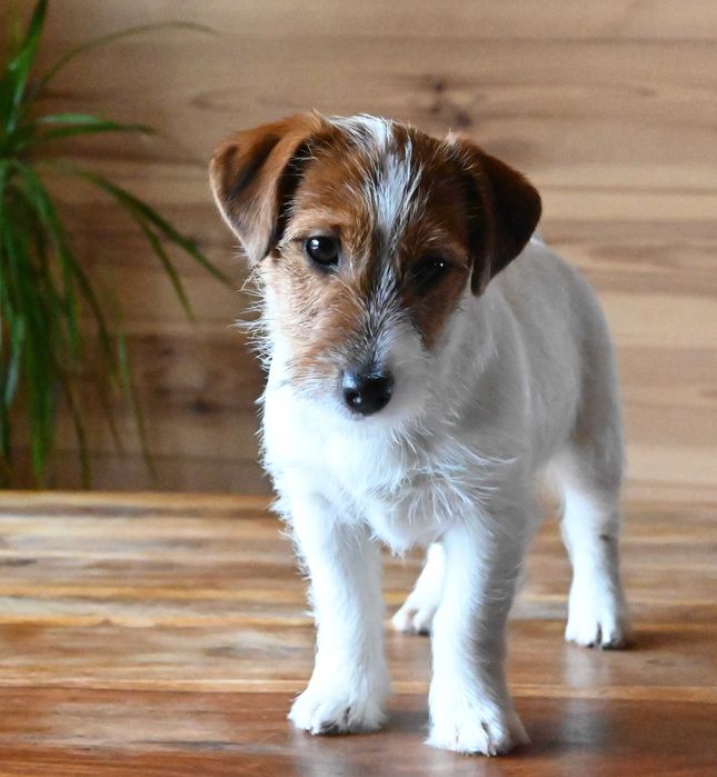 Piesek Jack Russell terrier ZKWP/FCI