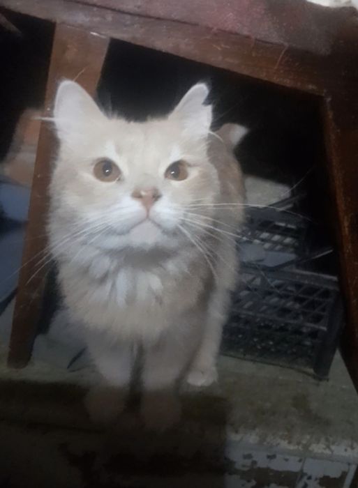 Котик в добрі руки