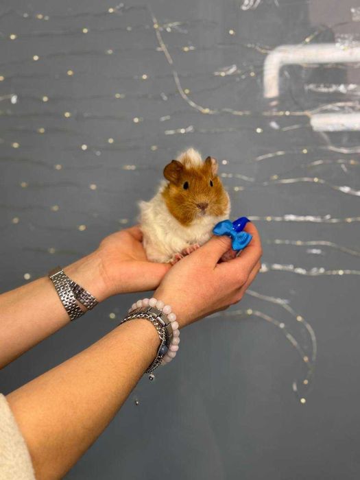 Декоративні морські свинки, різні породи та комплекти під ключ