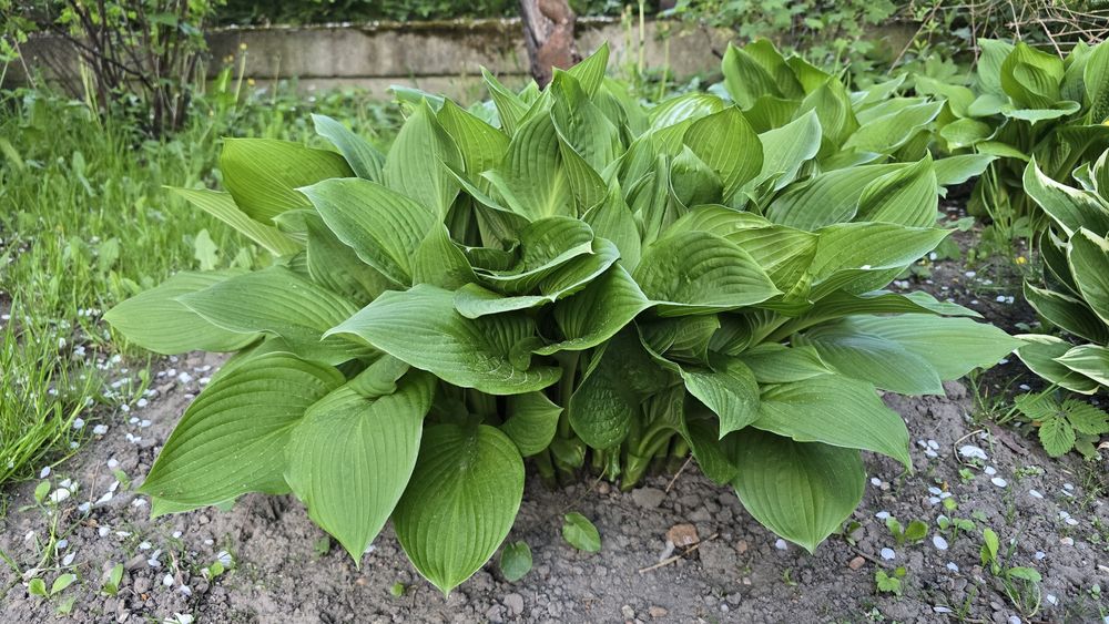 Funkia Hosta minuteman , fortunei