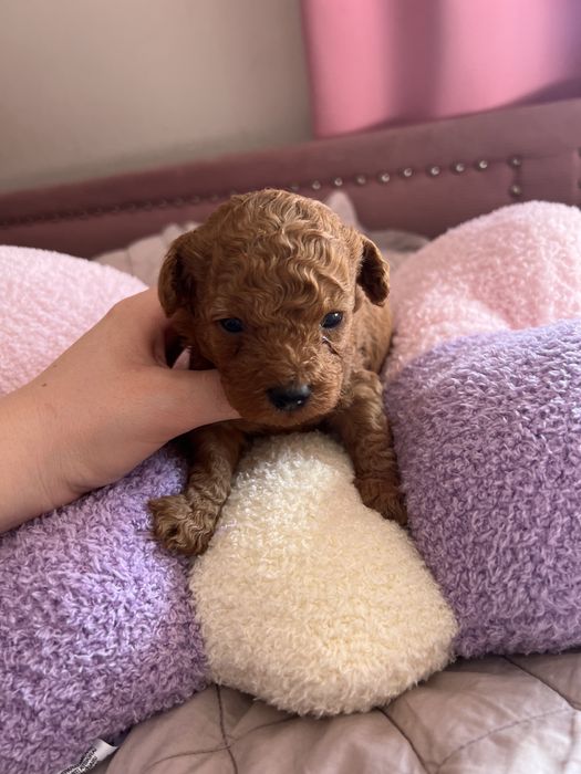 Pudel toy red płowy chłopak