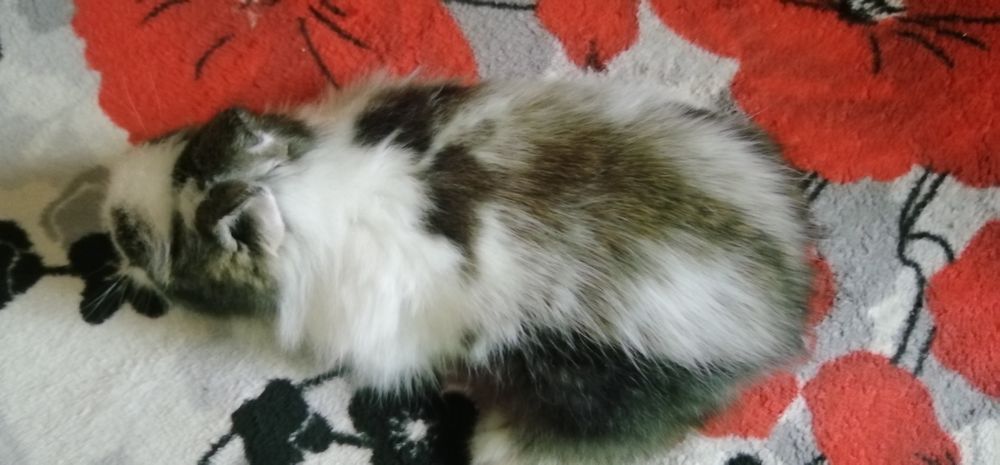 Декоративні (міні) кролики дівчатка