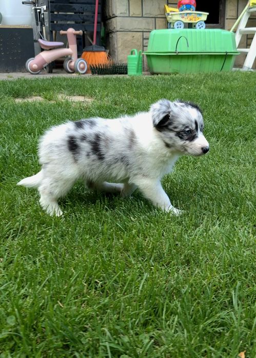 Border collie sunia blue merle niebieskooka