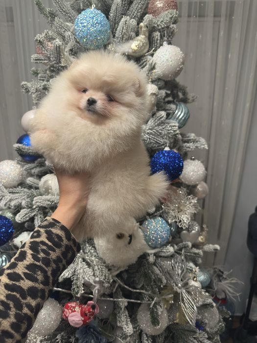 Дівчинка померанський шпіц в типі вкдмежа