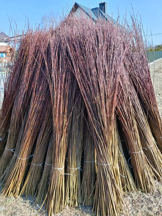 Wiklina zielona sortowana