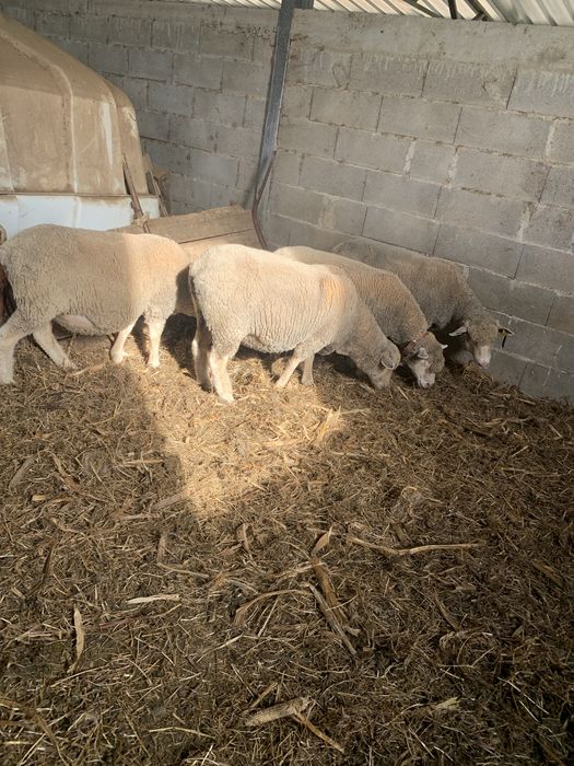 Ovelhas ille france com 3 anos e sao 4 com B4 cobertas de  carneiro ille france