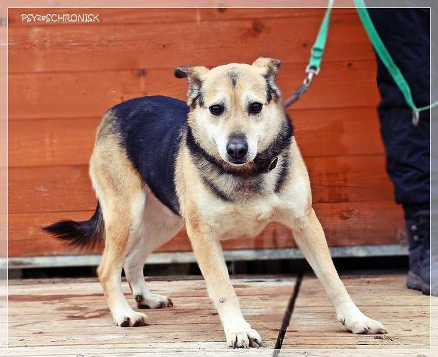 Boguś - cudowny kundelek chce dać Ci swoje serce