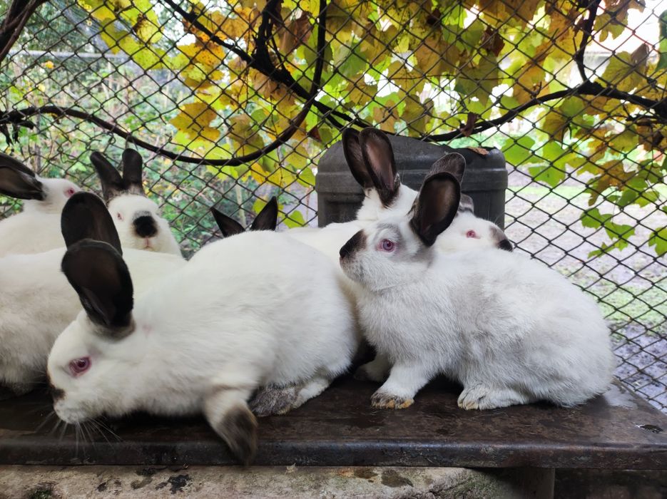 Кролі породи Каліфорнія