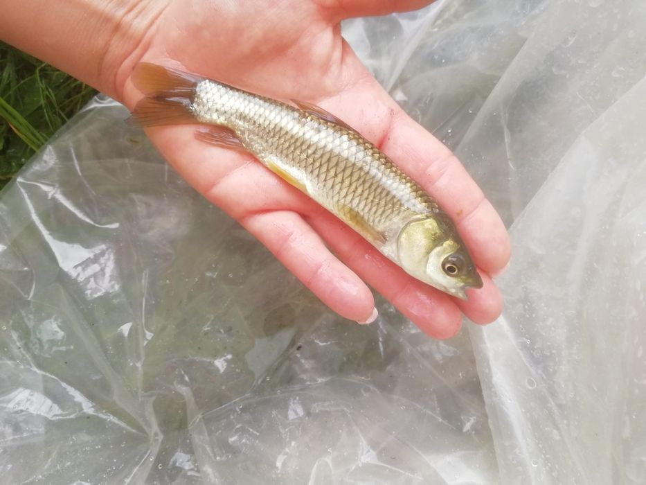 Lin narybek 15-20cm, Jesiotr, karp