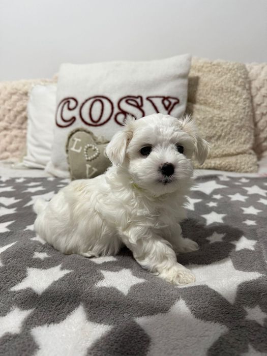 Maltańczyk Piesek Dior/ 1maj