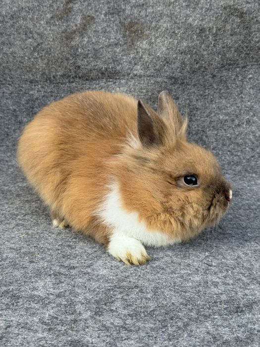 Декоративний кролик самець