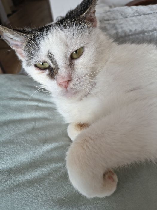 Maja szuka domu w całej Polsce