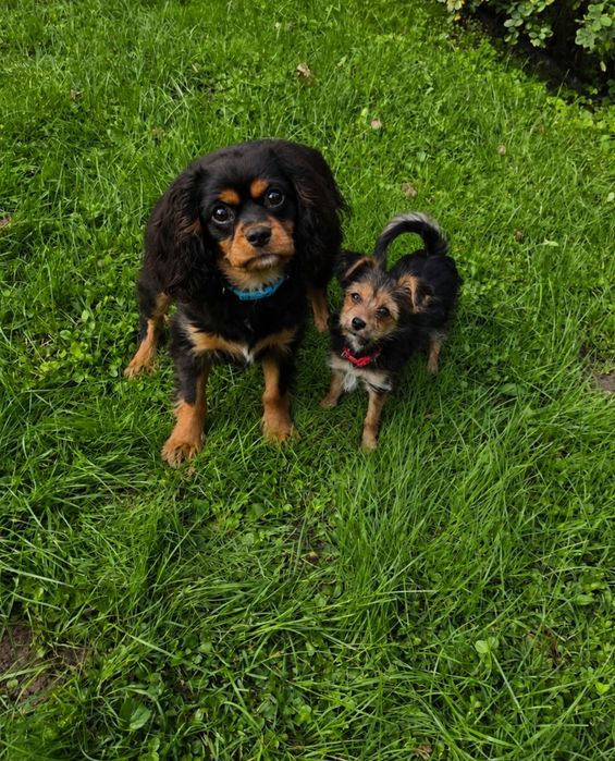 Suczka malutka domowa mini  Cavalier spaniel ( Cavalier king charles spaniel ) mieszany z Pinczer szczeniak
