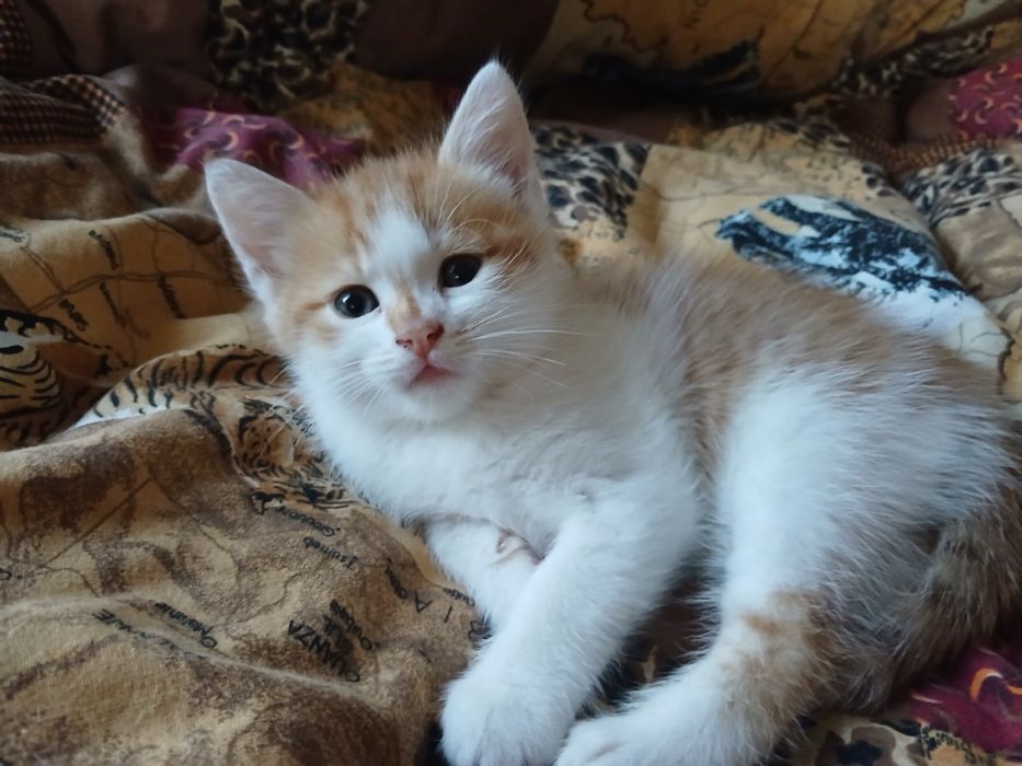 котики у добрі руки