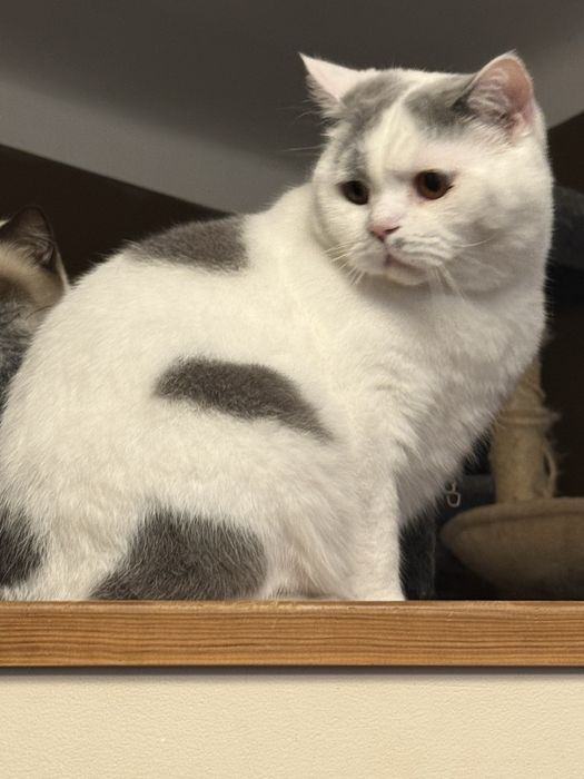 Błękitno-biały kocur brytyjski – łagodny pieszczoch szuka miłości!