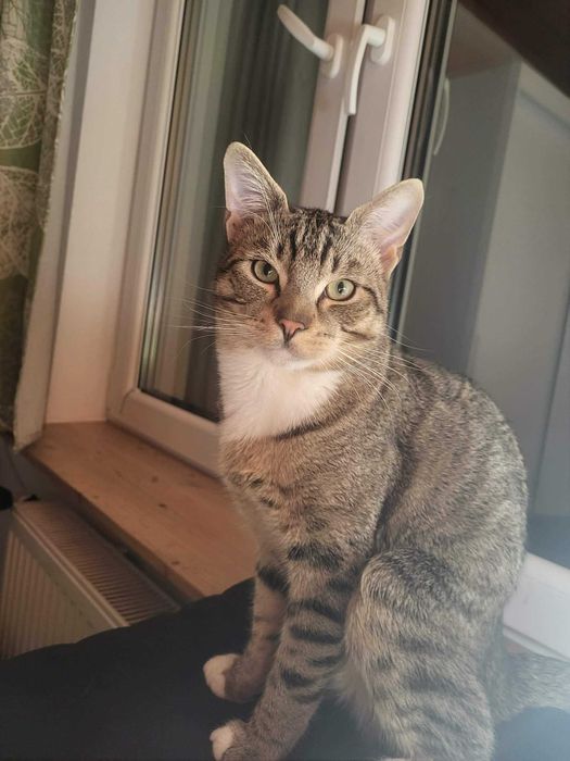 Teodor - uroczy buras poleca się do adopcji