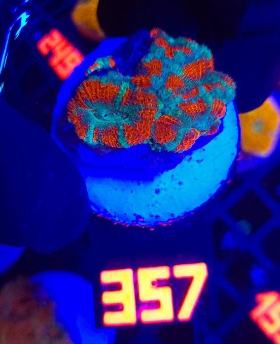 Acanthastrea lordhowensis (357) [Koralowce LPS]