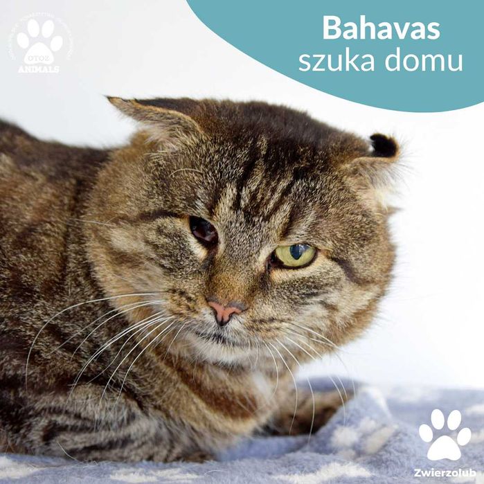 Spokojny Bahavas czeka na dom!