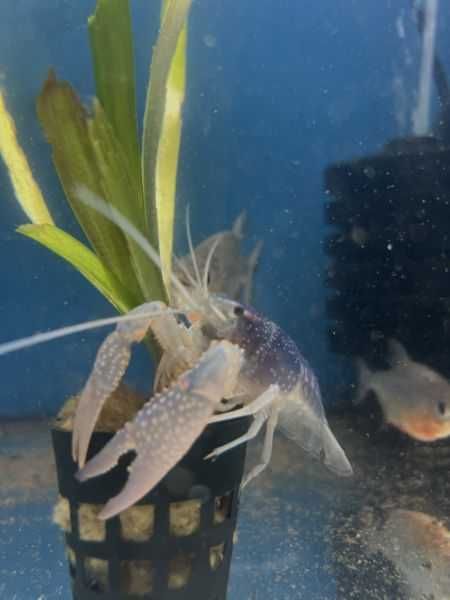 Rak niebieski blue lobster w sklepie zoologicznym GRUBY KOCUR Sędziszów Małopolski