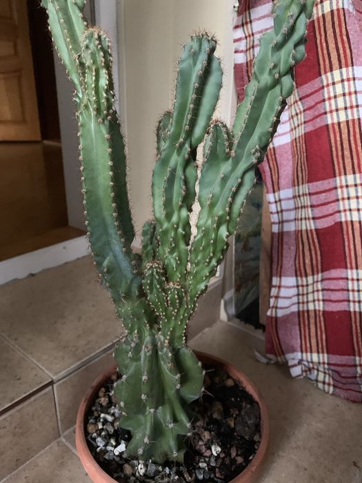 Цереус Перуанский