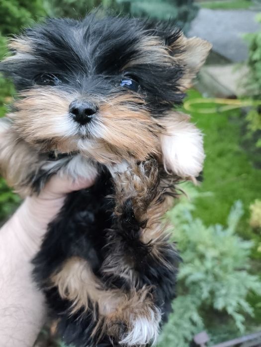 Продам йоркширского терьера,девочкаа