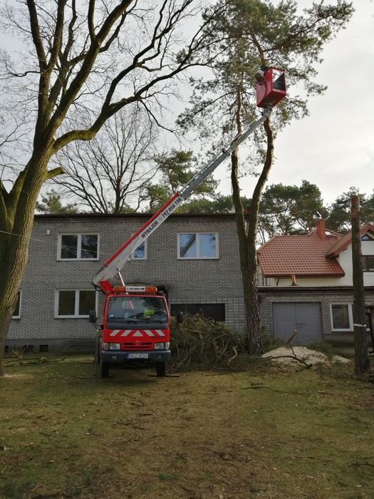 Wycinka pielęgnacja drzew czyszczenie działek rębak karczowanie