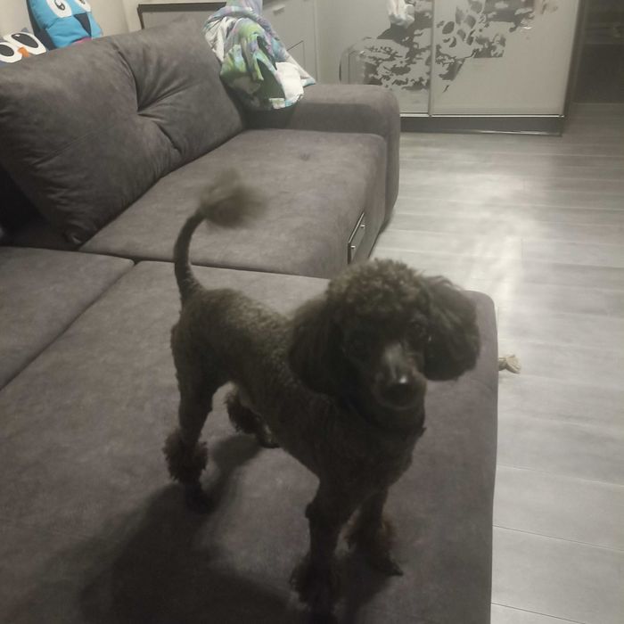 Молодий хлопчик пудель шукає подругу для в'язки