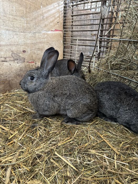 Sprzedam młode króliki