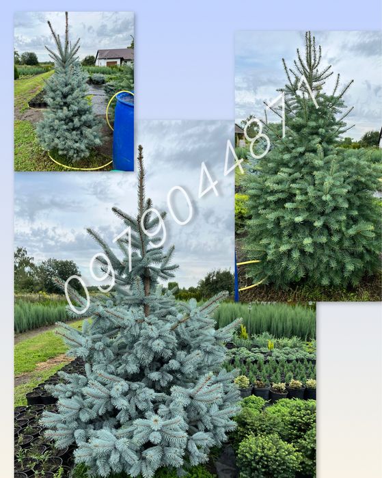 Туя Смарагд : 0.7м до 3м.+  Ялини.Ялівці . Кіпариси