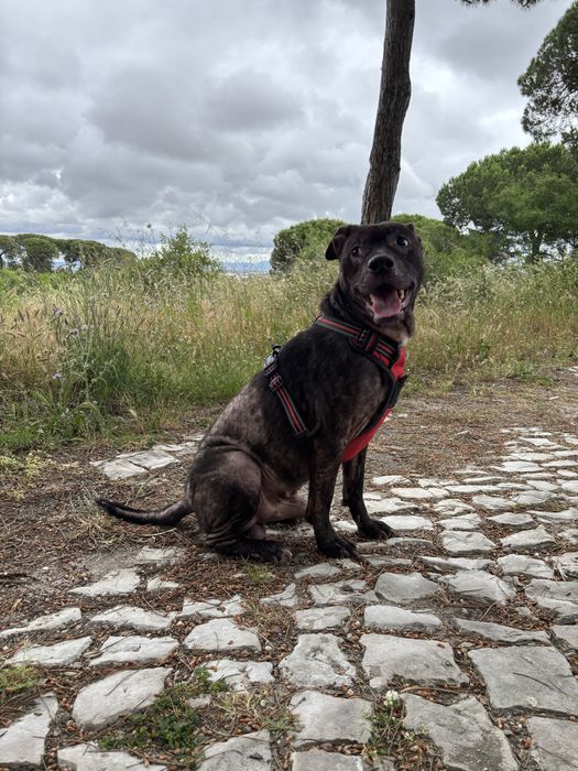 O Baco procura uma nova família