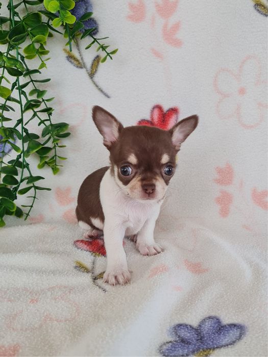Excecional menina mini mini Chihuahua/Chiuaua,LinhagemRussa de Qualidd
