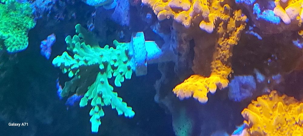 Diversos corais para venda