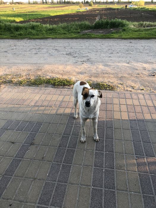 Загубився собака