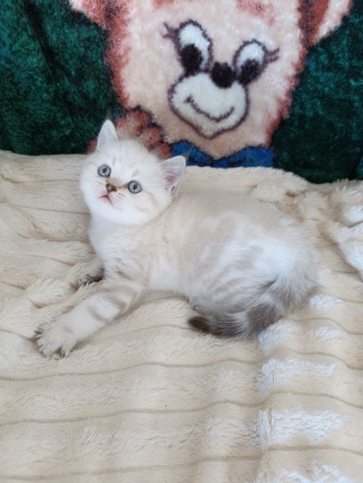 Шотландські котики з плюшовою шерстю
