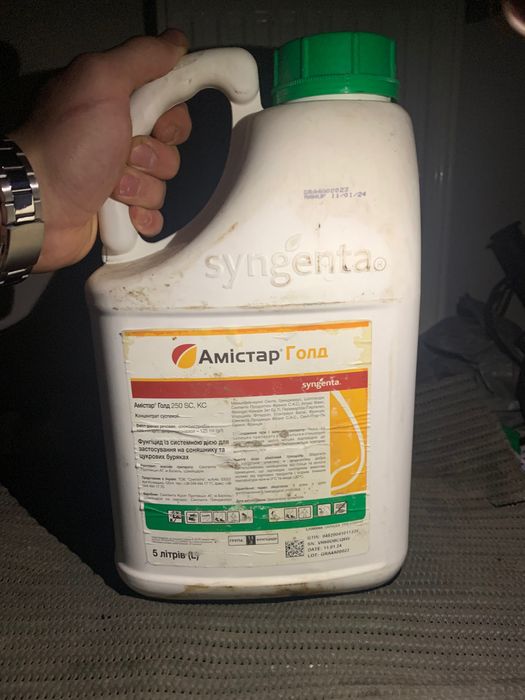 Ампліго і амістар