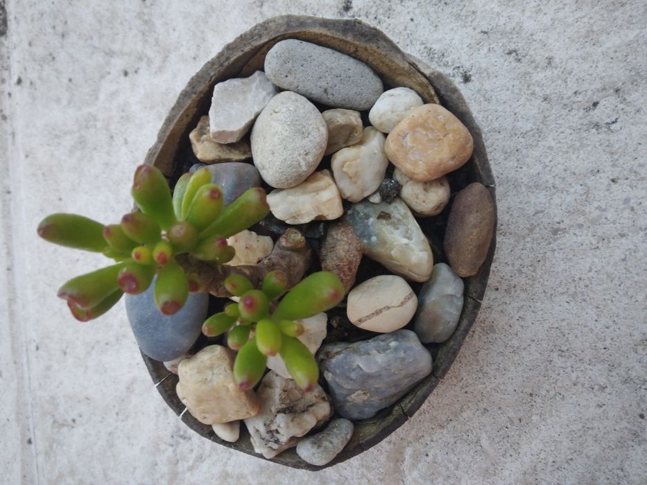 Arranjo de Suculentas