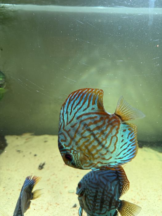 Discus cardume de 6
