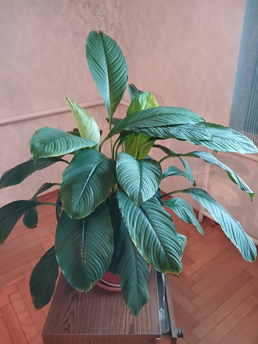 Спатифілум, сенсація, жіноче щастя