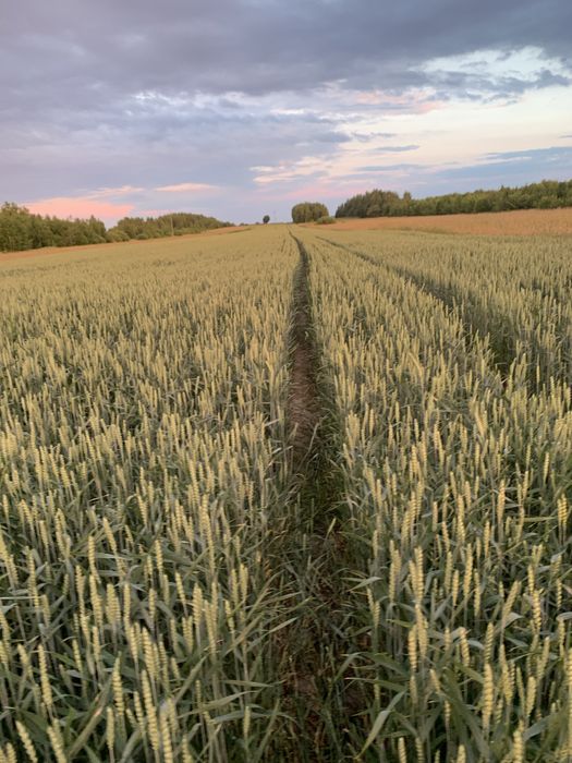 Pszenica, pszenzyto dla kur, golebi