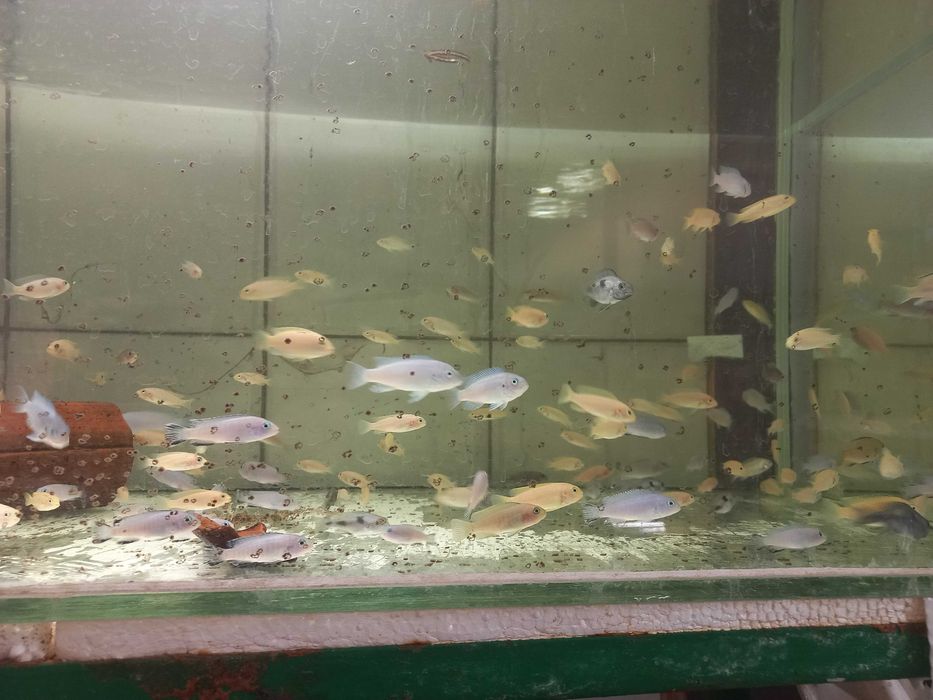 Малавійські цихліди