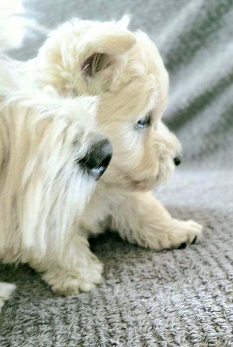 West highland white terrier zkwp FCI