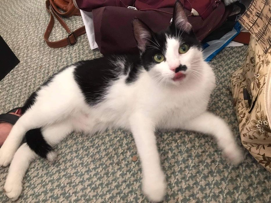 PILNE! Szukamy DOMU dla Conchity!