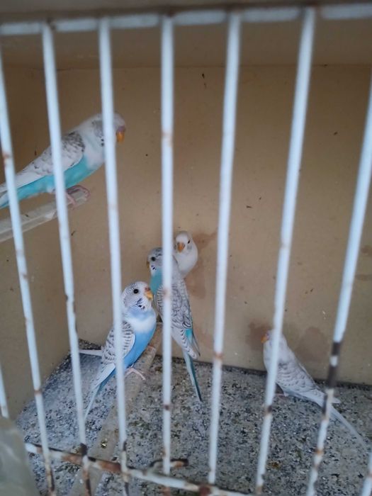 Lote de 11 piriquitos autralianos