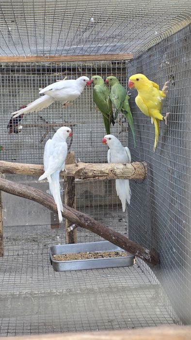Pra cedencia ring neck e casal de caturras