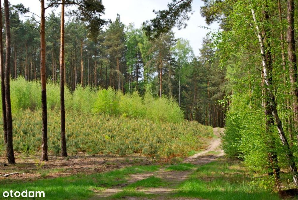 Wielkopolska - budowlana 1,1 ha z lasem i stawem.